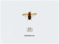 藏品(雙翅目)的圖片